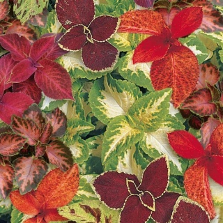 Колеус балконный Арабески, смесь сортов