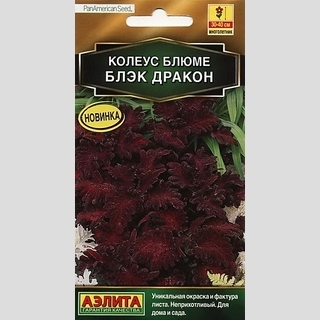 Колеус Блэк дракон