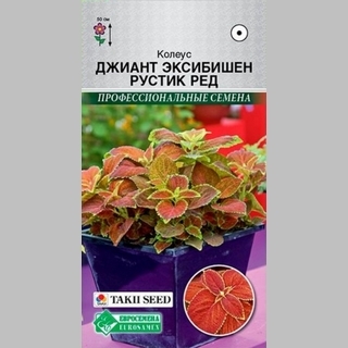 Колеус Джиант Эксибишн Рустик Ред