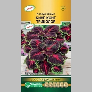 Колеус Кинг Конг Триколор