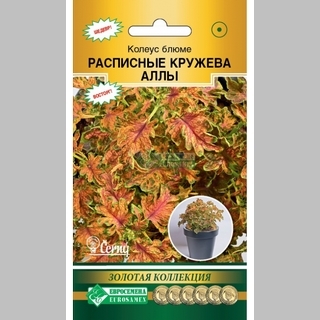 Колеус Расписные кружева Аллы