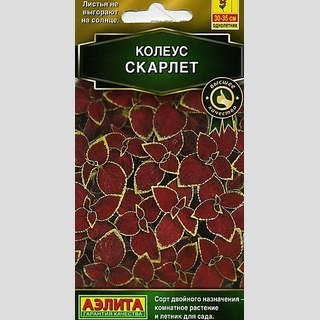 Колеус Визард Скарлет