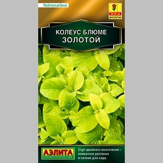 Колеус Золотой (блюме)