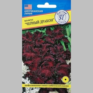 Колеус Черный дракон