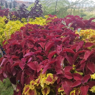 Колеус Джиант Эксибишн Магма