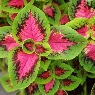 Колеус Фейерверк Роза F1