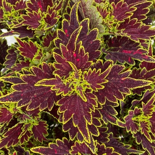 Колеус Колоча Шоклит Грин