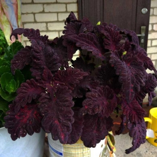 Колеус Комнатный трюфель