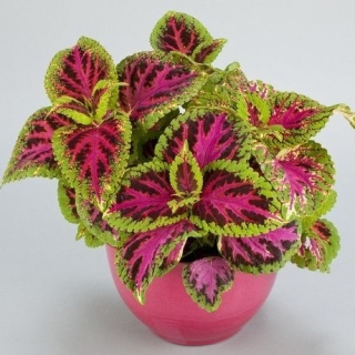 Колеус Радуга Цветочная гордость F1