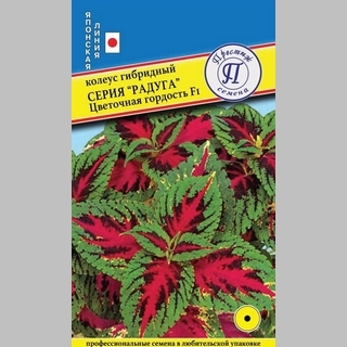 Колеус Радуга Цветочная гордость F1