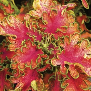 Колеус Расписные Кружева Розы