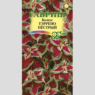 Колеус Тэррено пестрый