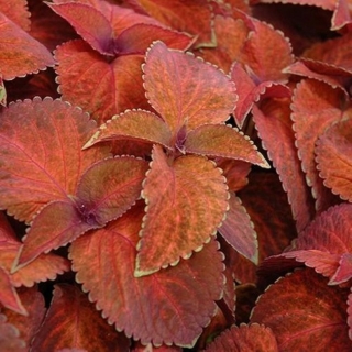 Колеус Визард Сансет