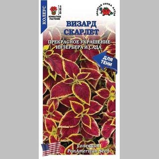 Колеус Визард Скарлет