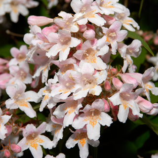 Кольквиция Восточная сказка (прелестная)