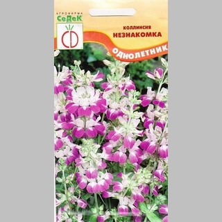 Коллинсия Незнакомка (разнолистная)