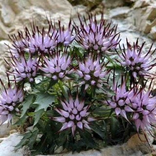 Кольник Когти дьявола (шейхцера)