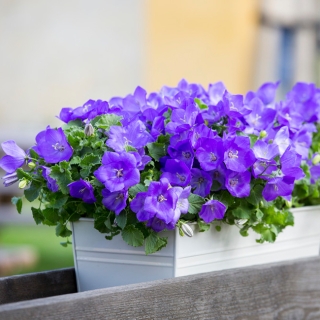 Колокольчик Clips Blue F1 горшечный (большой пакет)