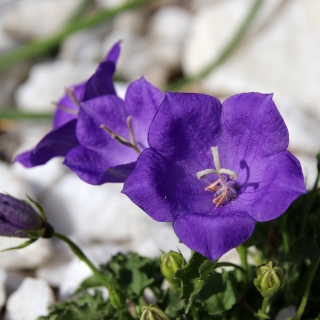 Колокольчик Синий карпатский