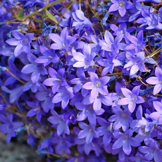 Колокольчик Мудрые Часы портеншлага