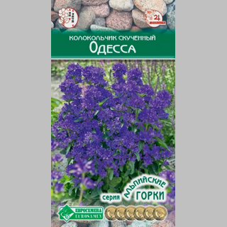 Колокольчик Одесса скученный