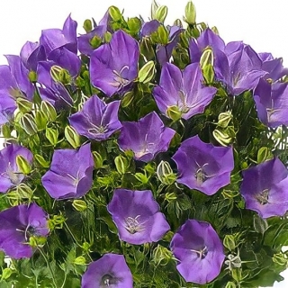 Колокольчик Рапидо Блу F1