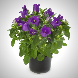 Колокольчик Эпил синий