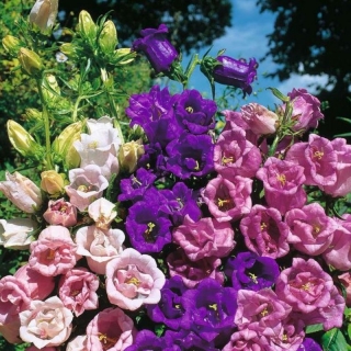 Колокольчик Ванильные облака смесь окрасок