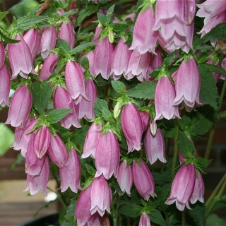 Колокольчик Малиновое изобилие (точечный)