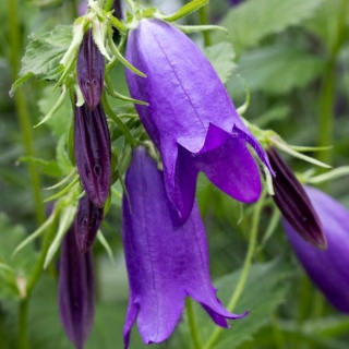 Колокольчик Лиловые колокола (сибирский)