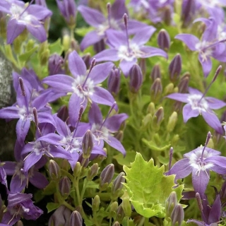 Колокольчик Филигрань (гарганский)