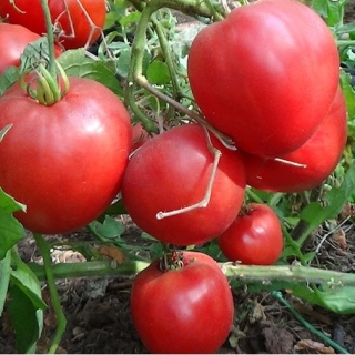 Томат Коловый Кубанский