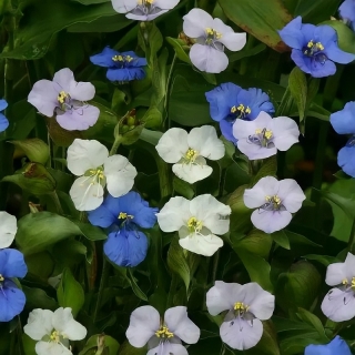 Коммелина Звёздная смесь (клубненосная)