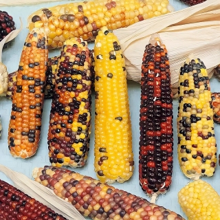 Кукуруза Конфетти