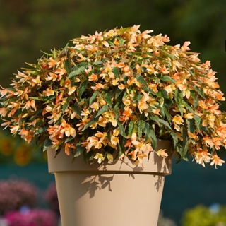 Бегония Радужный каскад F1 ампельная