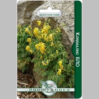 Кордиалис Ело