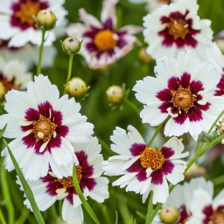 Кореопсис Белые ночи (красильный)