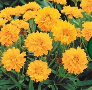 Кореопсис Тюрингия