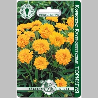 Кореопсис Тюрингия