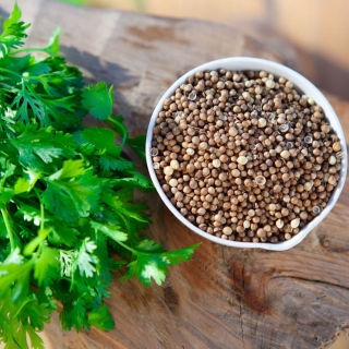 Кориандр Алексеевский 190