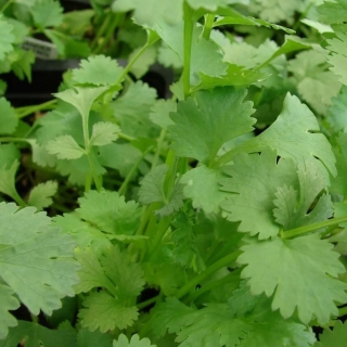 Кориандр Дебют