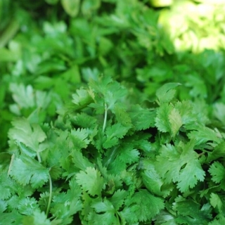 Кориандр Кавказский