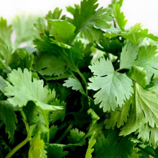 Кориандр Король Рынка