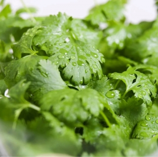 Кориандр Лимонный