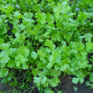 Кориандр Сацебели