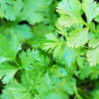 Кориандр Янтарь