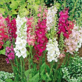 Коровяк Царский скипетр смесь