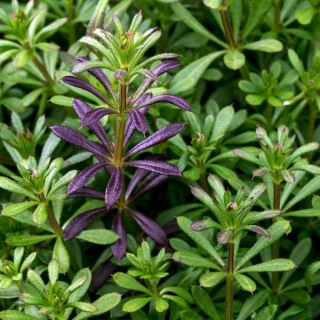 Чабер Корсиканец огородный