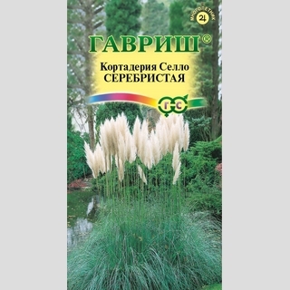 Кортадерия Серебристая (Пампасная трава)