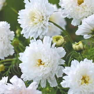 Космея Белоснежный зефир